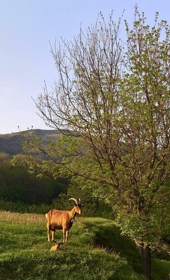 Agriturismo Grilla Mele Exterior foto