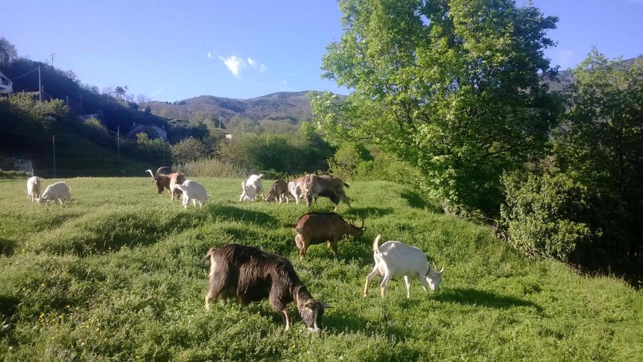 Agriturismo Grilla Mele Quarto foto